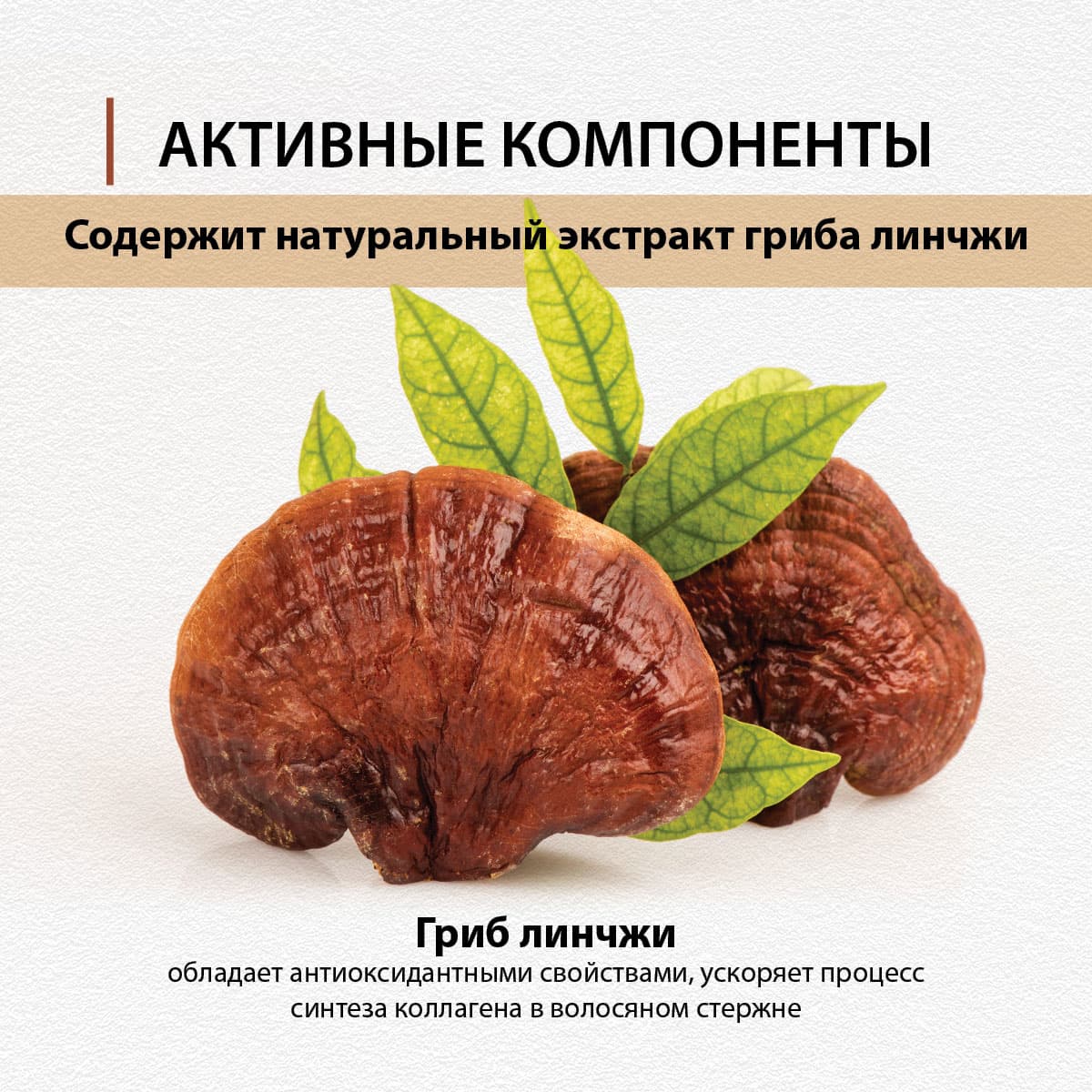 Шампунь, укрепляющий корни волос, с экстрактом гриба линчжи - view 4