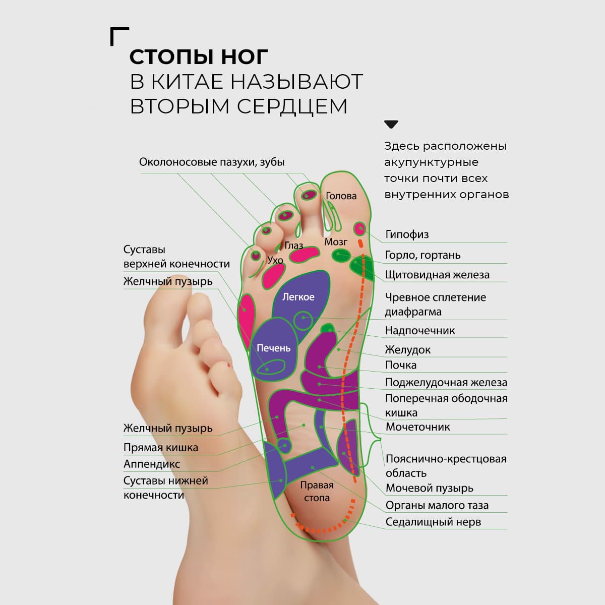 Пластырь для ног детоксикационный Master Herb - view 6